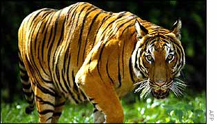 Malaysian tiger