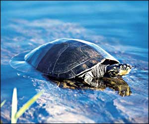 Freshwater turtle (WWF)