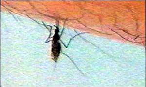 Malaria is contracted through mosquito bites