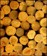 Logged timber