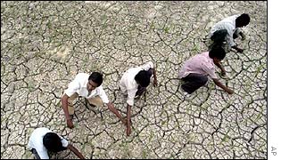 Farmers plucking dry rice paddy