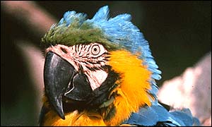 Blue macaw