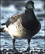 Brent goose