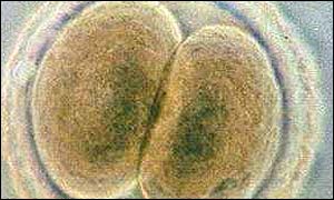 Embryo, BBC