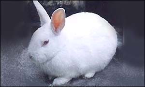 White rabbit