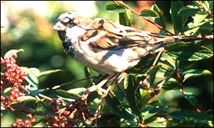 Sparrow (BBC)