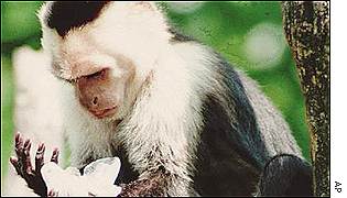 A monkey in an Indian habitat