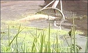 Dead fish in the Old Bedford River