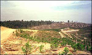 Deforested area of Tesso Nilo