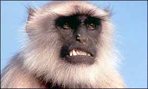 A monkey bares its teeth