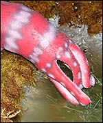 Robot mimics animal behaviour