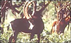 Giant sable (Centre for Wildlife Management at Pretoria University)