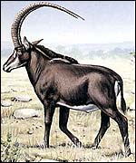 Giant sable (Centre for Wildlife Management at Pretoria University)