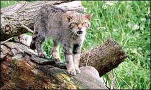 Wildcat generic - picture supplied by wildlife images