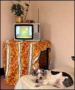 Daisy, a Shi-zu cross