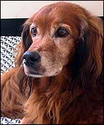 Lucky, the Irish Red Setter