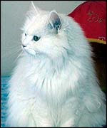 Kim, a Persian cross cat