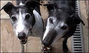 Greyhounds
