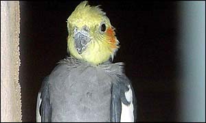 A cockatiel