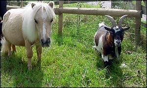 Bailey and pigmy goat Damian