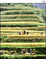 Terraced rice paddies in Guangxi