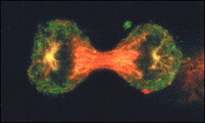 Cervical cancer cells dividing