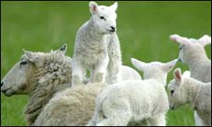 Sheep and lamb in fields