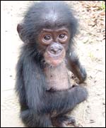 A bonobo