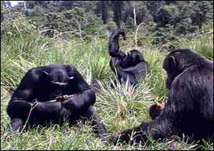 Chimps in a forest