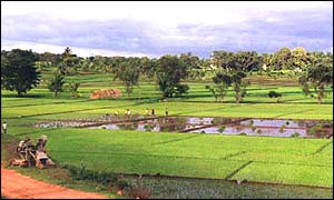 Karnataka rice fields