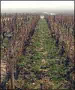 French vineyard