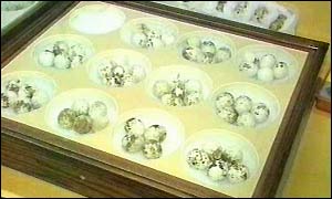 Rare birds eggs that were seized from D'Cruze's home