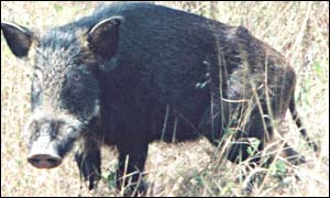 Wild boar (Australian Outdoors Training and Tours)