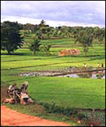 Rice paddies in southern India
