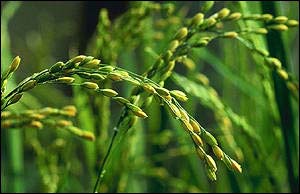 Over half the world depends upon rice