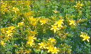 St John's Wort is a basis for a popular remedy