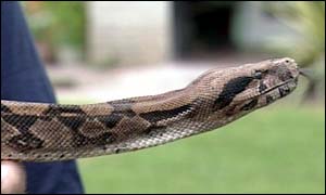 Ebeneezer the boa constrictor