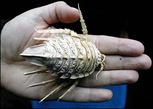 Isopod, BBC