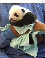 Baby panda