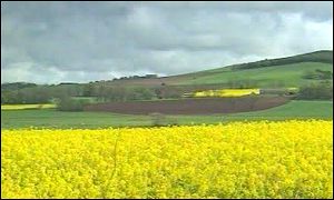 Oil seed rape field