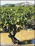 Chateauneuf du Pape vineyard