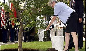 A Japanese maple tree is planted outside the US embassy in Tokyo