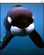 Keiko the killer whale