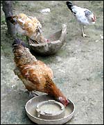 Chickens in Bangladesh