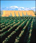 Vineyard in Mendoza