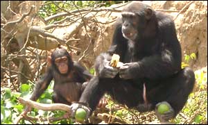 Chimpanzees