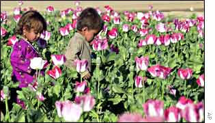 Children walk through poppy field in Afghanistan