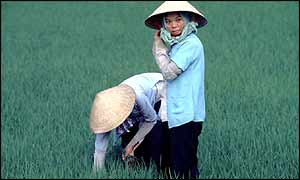 Vietnamese farmers