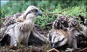 Ospreys