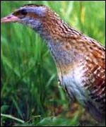 Corncrake